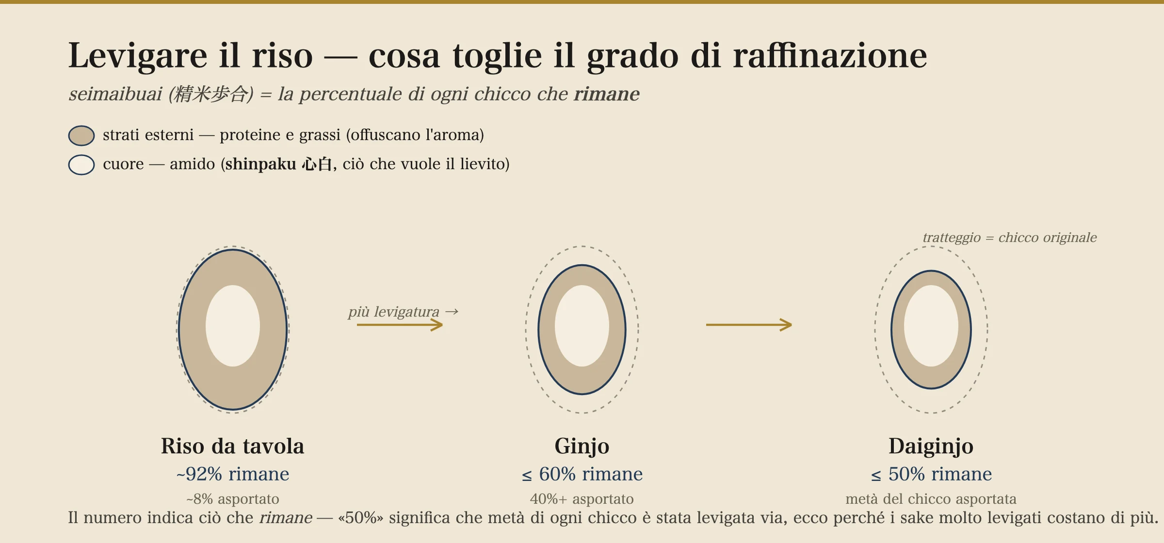 Sezioni trasversali di chicchi di riso che mostrano come la molitura rimuove gli strati esterni di proteine e grassi per lasciare il nucleo amidaceo shinpaku: il riso da tavola conserva circa il 92% di ogni chicco, il ginjo il 60% o meno, il daiginjo il 50% o meno.